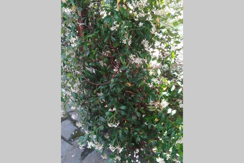 Irinis Cottage Kala Nera Dış mekan fotoğraf